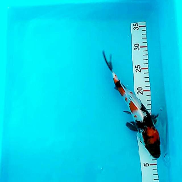 25cm showa