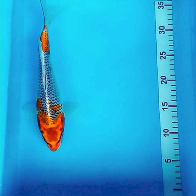Goshiki male