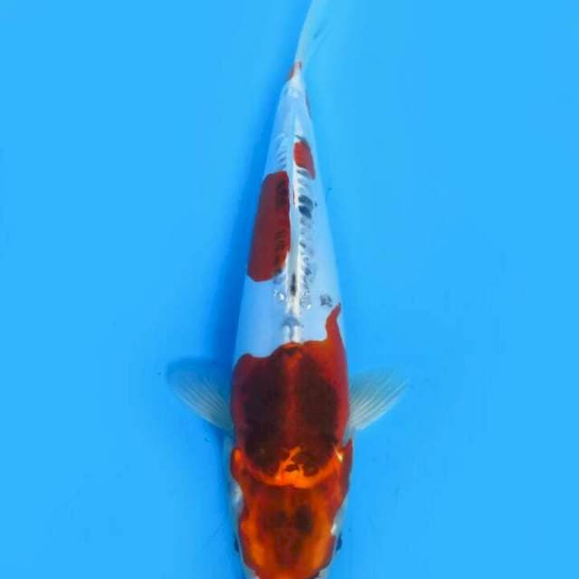 Kikokuryu 25 cm