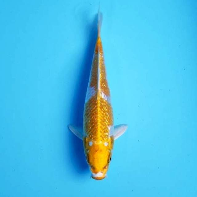 GINRIN HARIWAKE 19 CM MALE