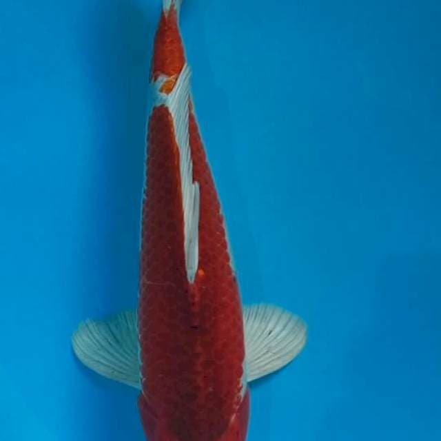Gosiki