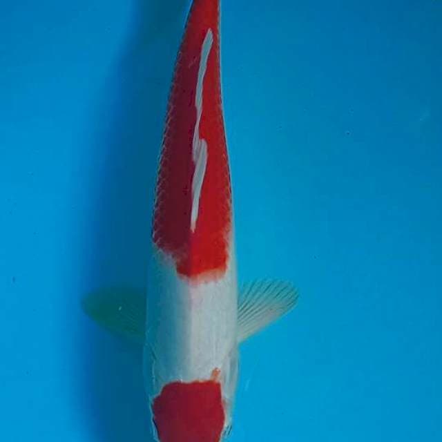 Tanco kohaku