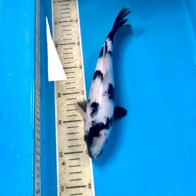 Shiro, 27 cm