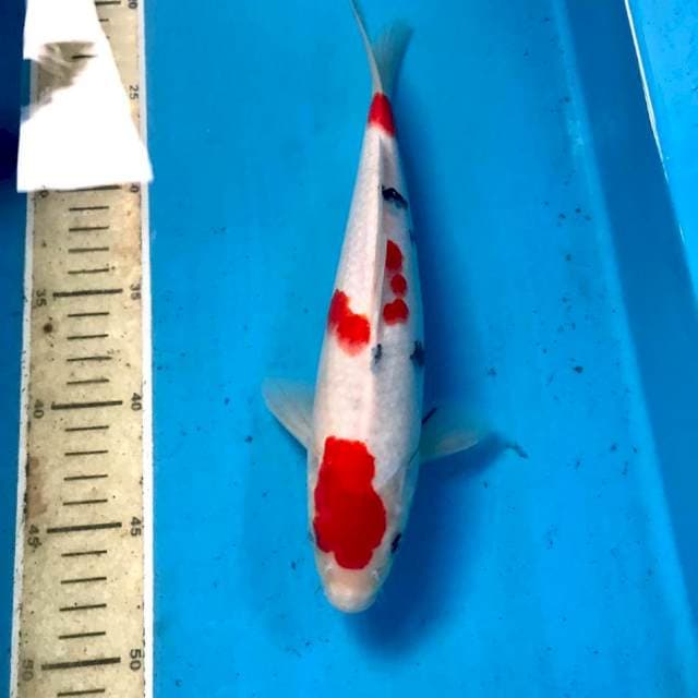 Sanke, 27 cm