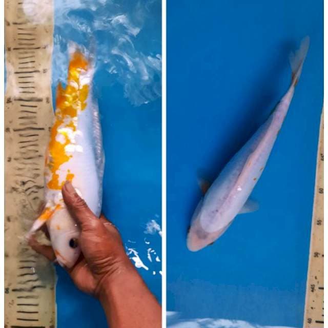 Koshui 34cm
