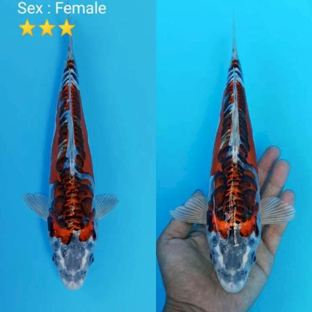 Kawari aragoke gingga 28cm