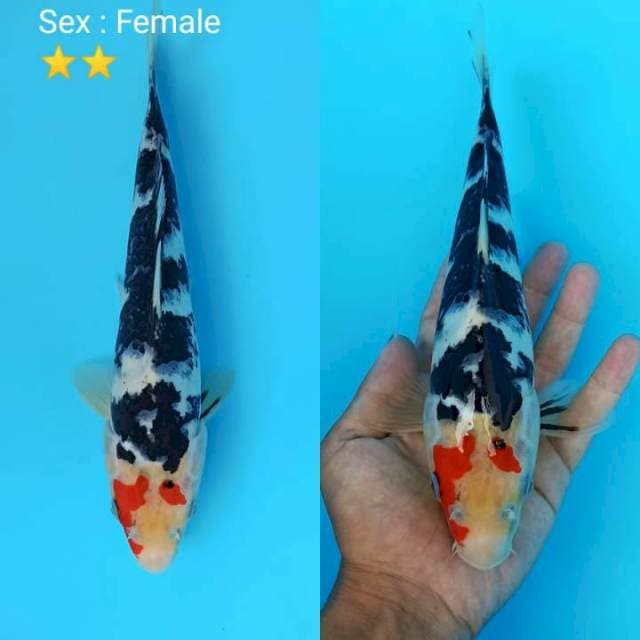 Red head sanshoku 26cm