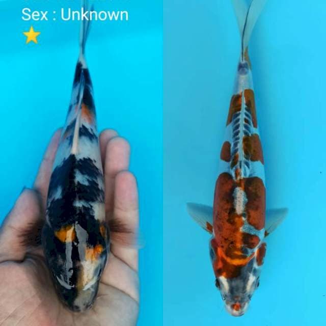 Showa x beni kiko (kiko mimus sirip bawah dekat anus)