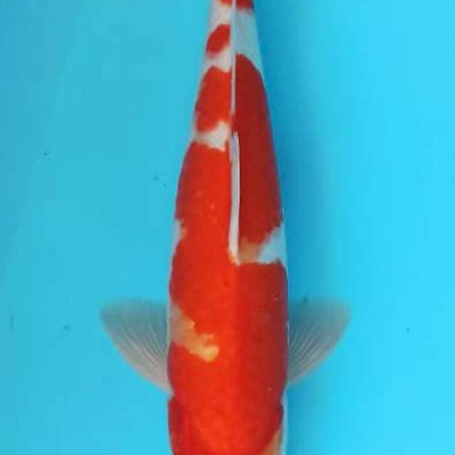 Kohaku 38cm