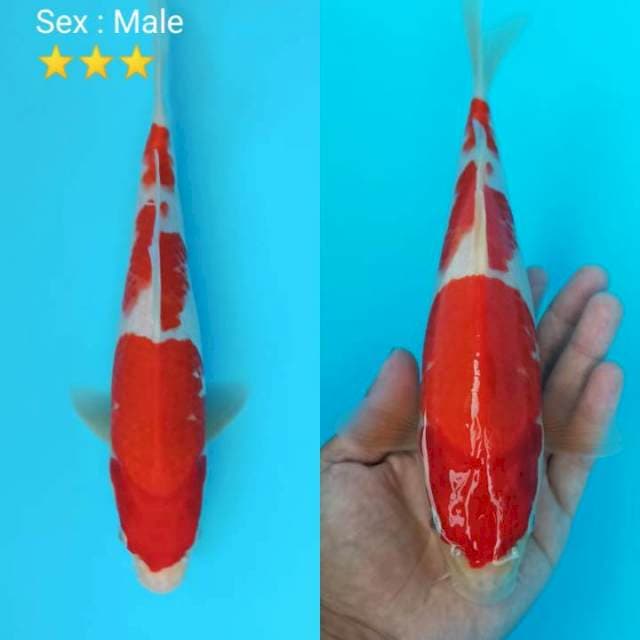 Kohaku male 28cm