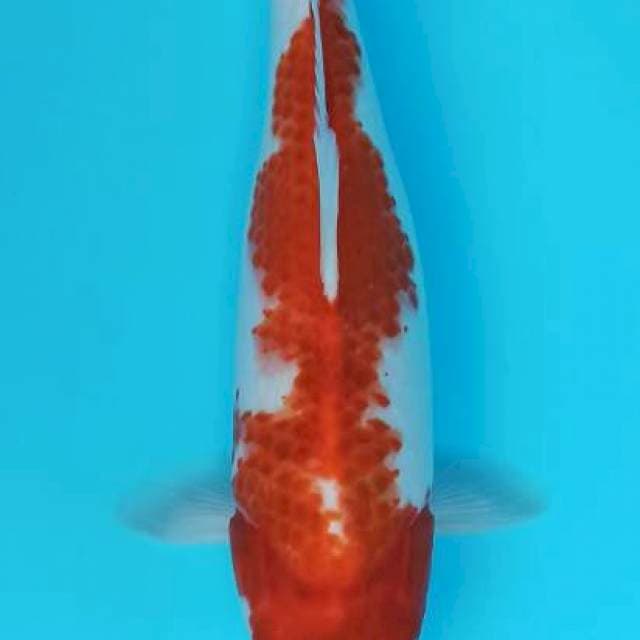 Inazuma kanoko kohaku 36cm