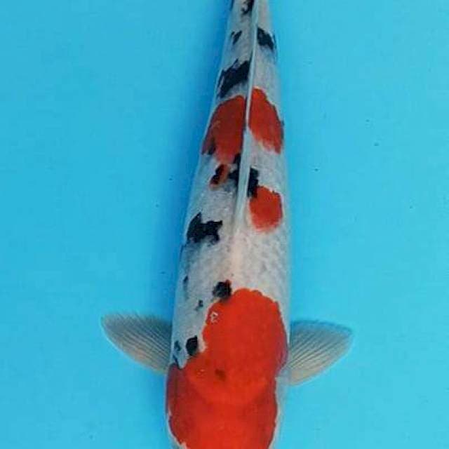 Taisjo sanshoku 32cm