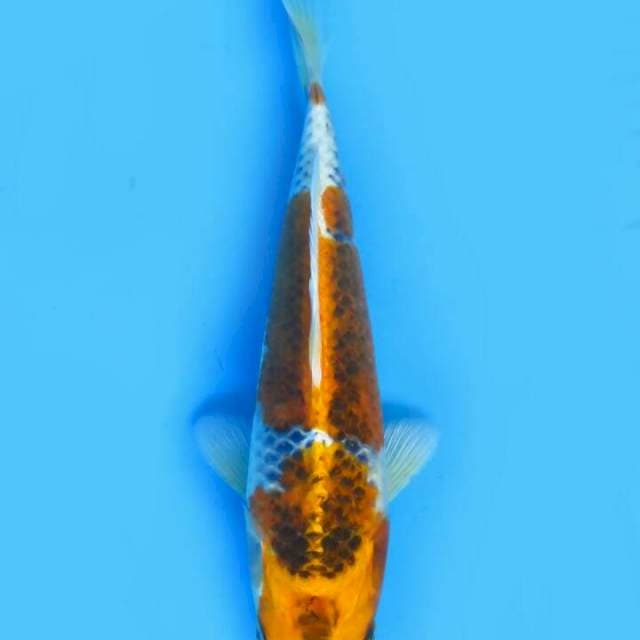 Kujaku 23 cm
