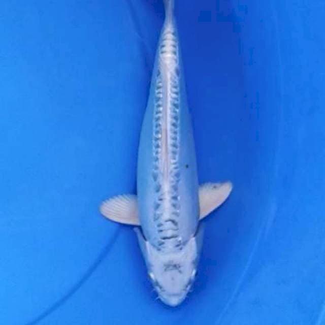 Ogon doits mulus 24 cm