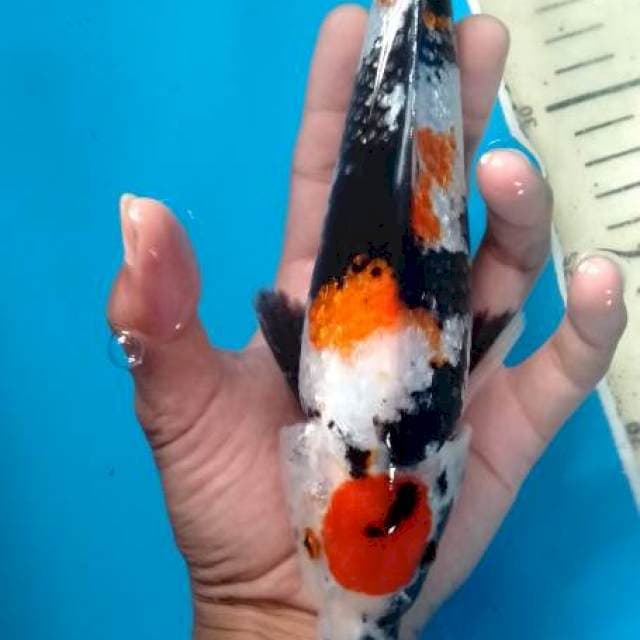 FS Maruten Showa ginrin