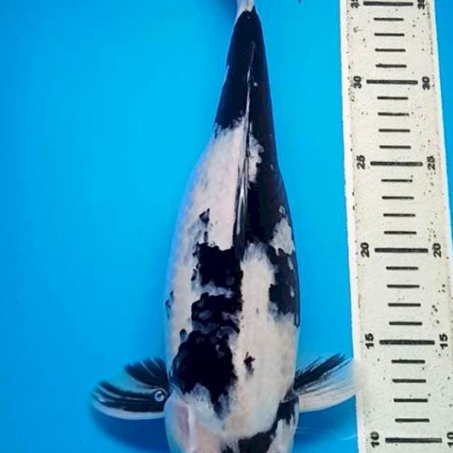 SHIRO MANTAP 36 Cm