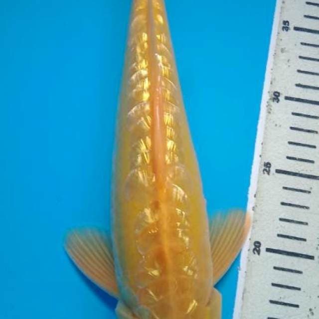 KARASHI DOITSU GINRIN ARAGOKE 36 Cm, JANTAN