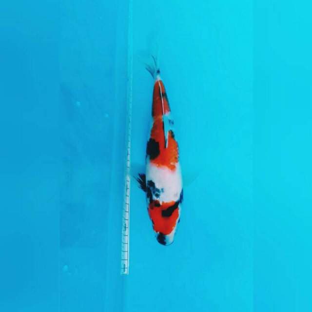HQ.MARUTEN SHOWA