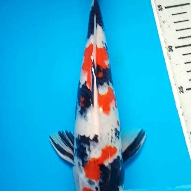 MARUTEN SHOWA 31 Cm, JANTAN