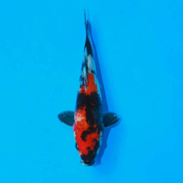 Red showa