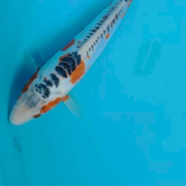 Susui 28