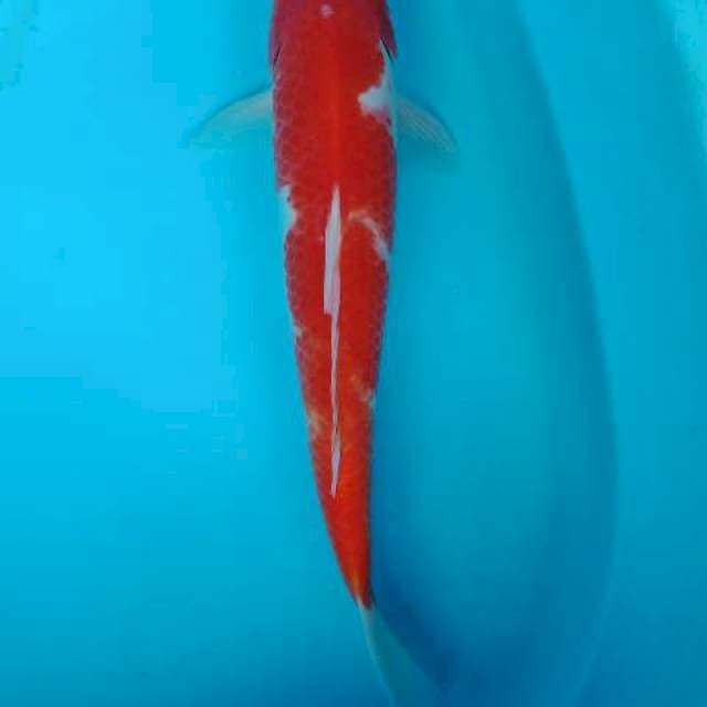 Kohaku 31