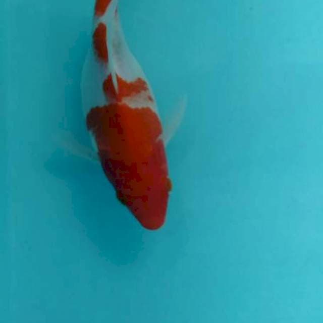 SHORT BODY/TAMASABA 19 CM