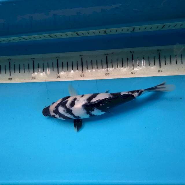 Shiro 24cm