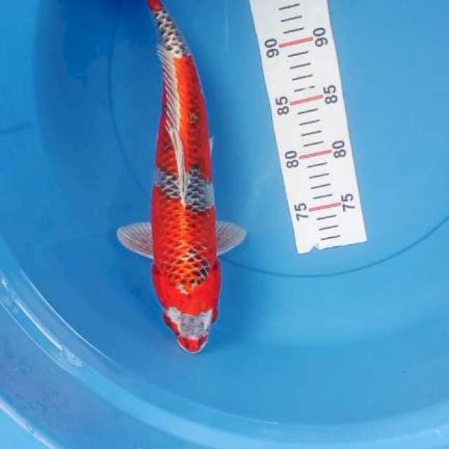 KUJAKU 38CM