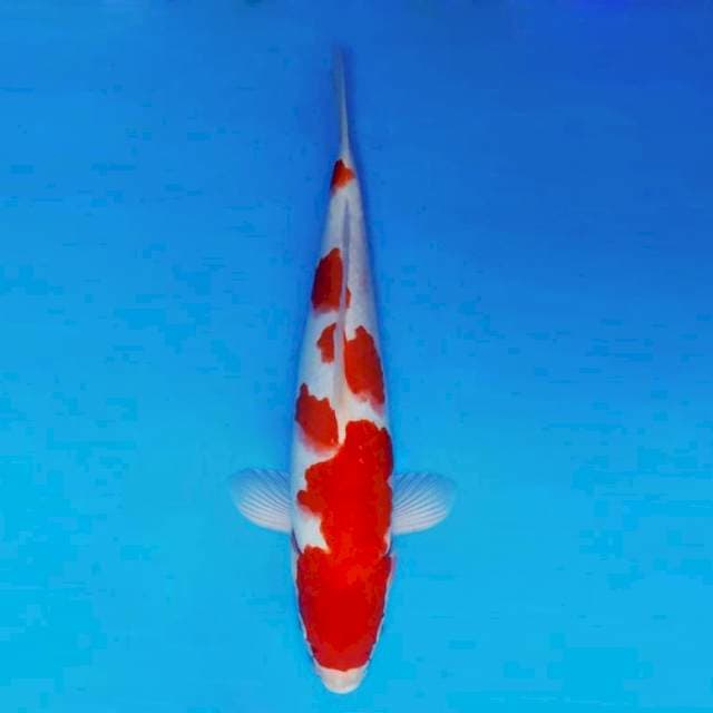 AKAI 9 - Kohaku ®