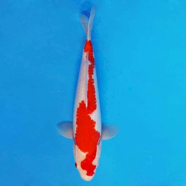 AKAI 13 - Sanca Kohaku ®