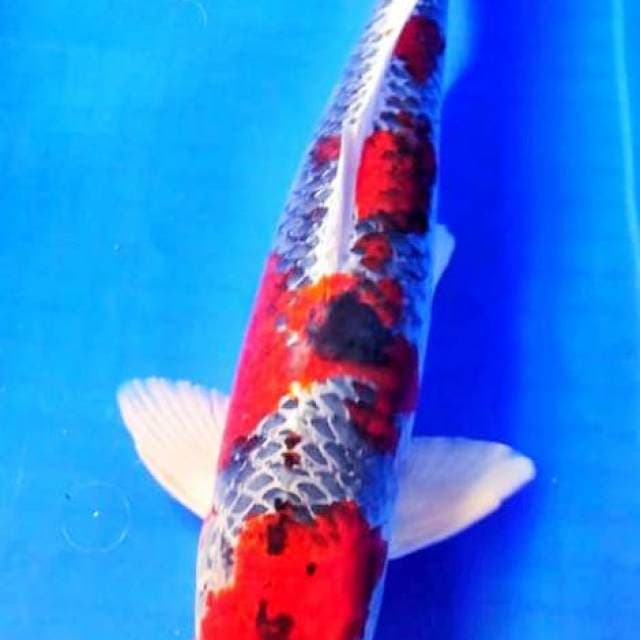 Kujaku