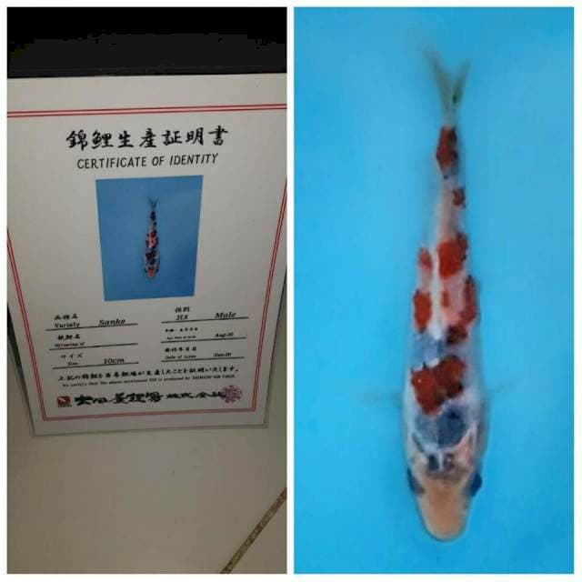 No.3 (sanke tate 15bu dainichi)