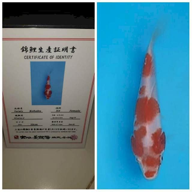No.4 (kohaku dainichi prospek bgs)15bu