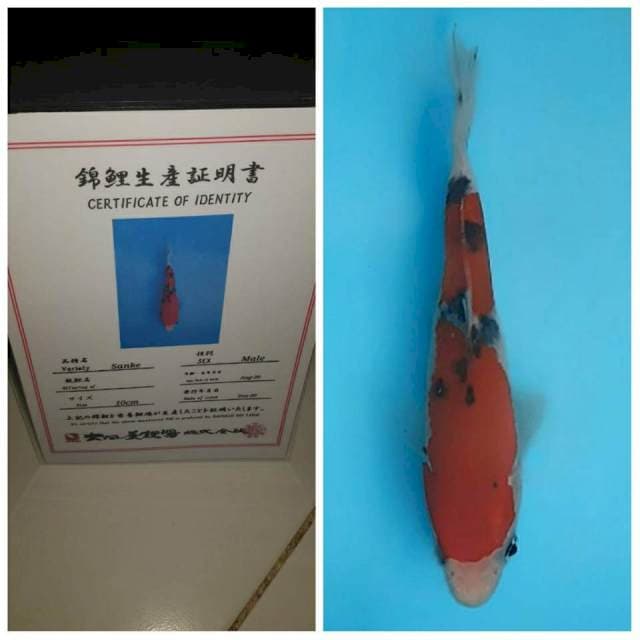 No.5(sanke anti covid 15cm import)