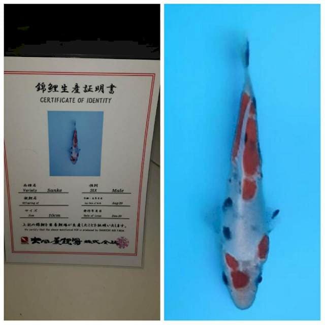 No.6 (good sanke dainichi 15bu)