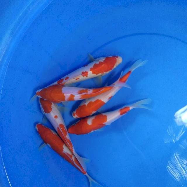 kohaku 22-24 cm 6 ekor