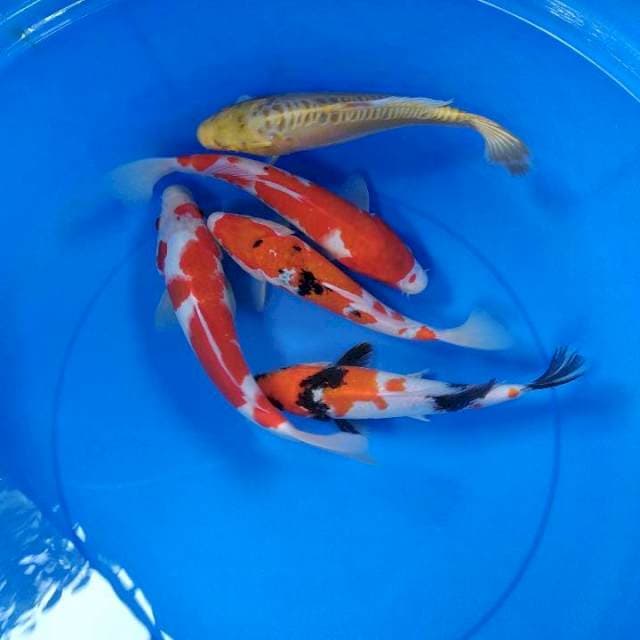 mix 25-29 cm
