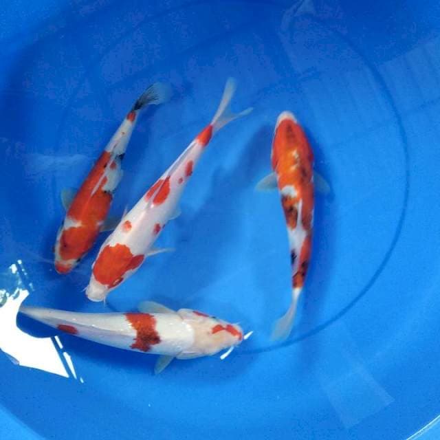 mix: 25-28 cm