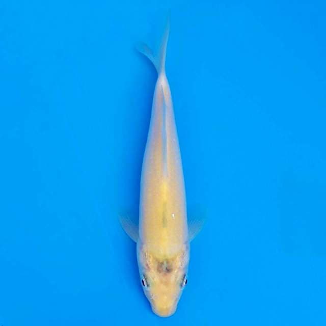 F1 marusei 19cm