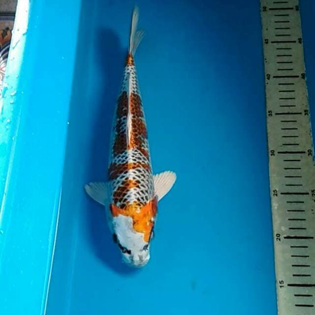 Kujaku 30cm