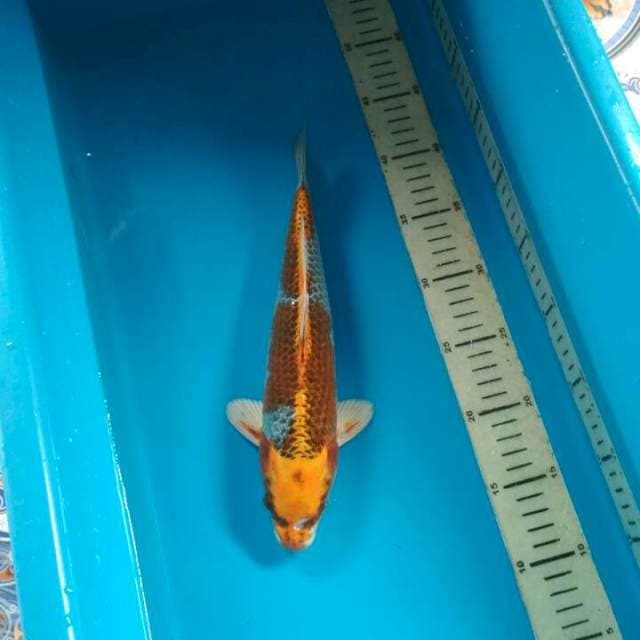 Kujaku 30cm