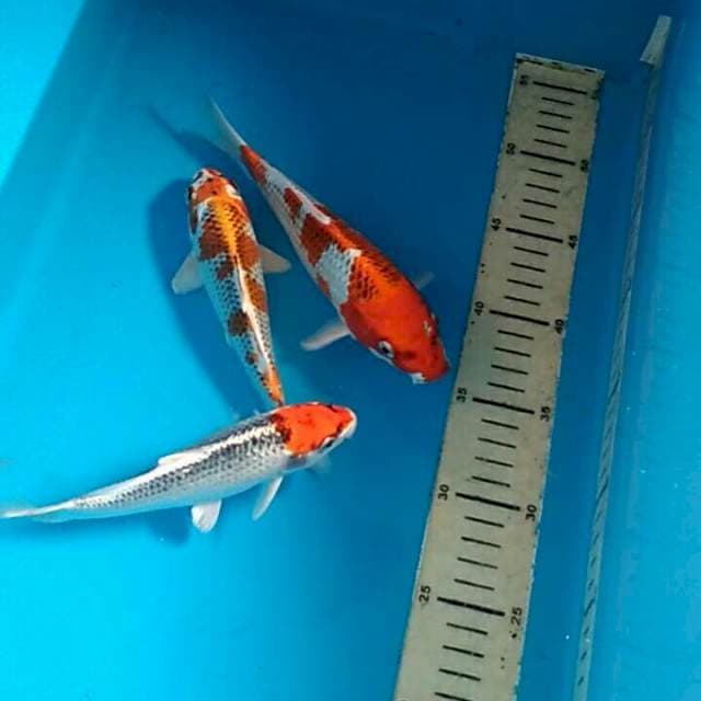 Kujaku 15-20cm (3ekor)