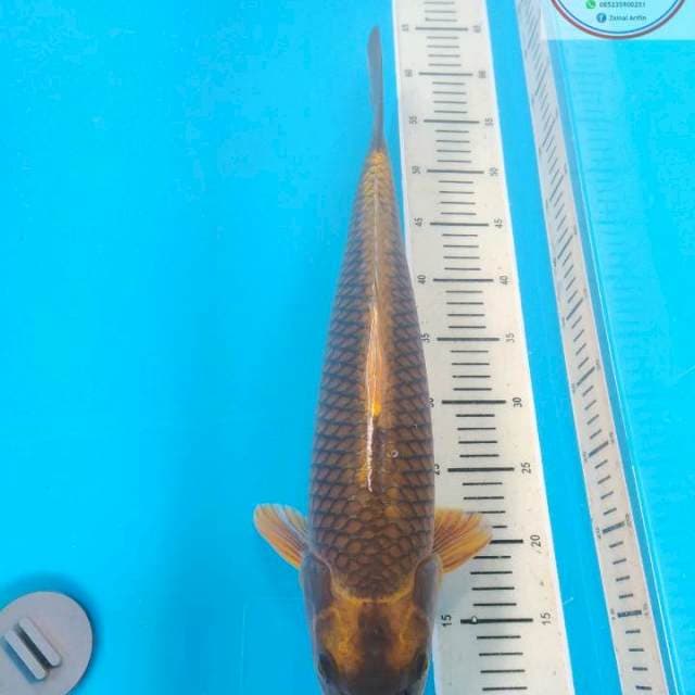KABUTO 50cm