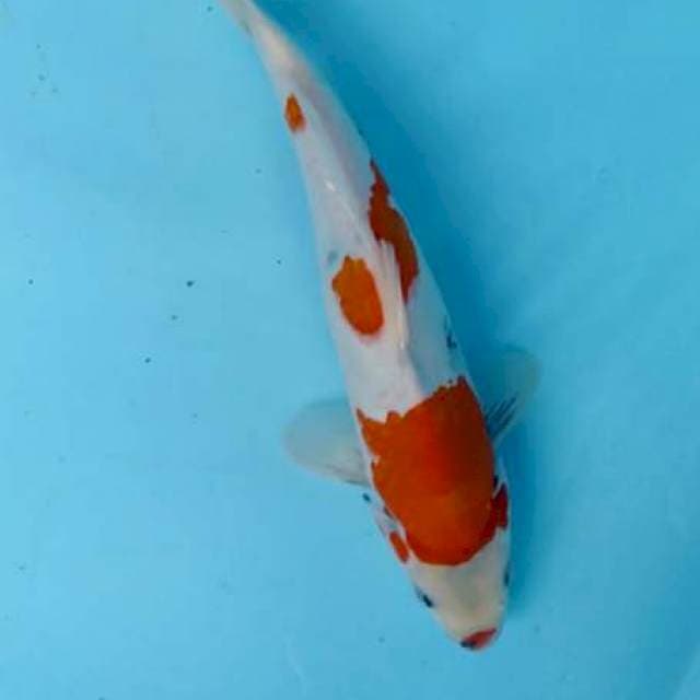 Kohakuuu