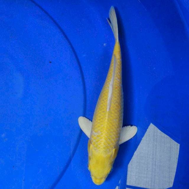 Yamabuki 28cm