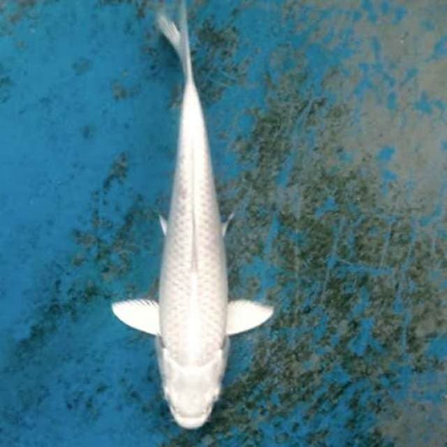 Platinum ogon 20cm