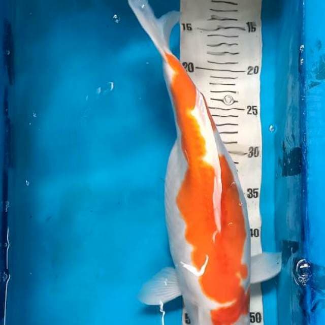 Kohaku doitsu murni