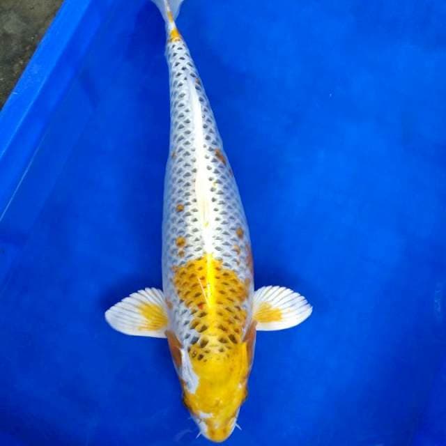 Kujaku gendong telur 42cm