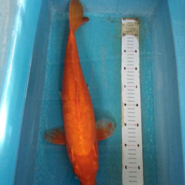 Benigoi aragoke 44cm